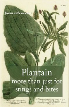 a green plant with the words plantain more than just for stings and bites