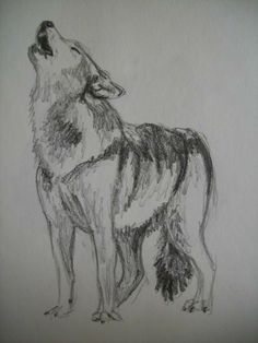 a drawing of a wolf looking up at the sky