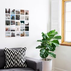 a living room filled with furniture and a large potted plant