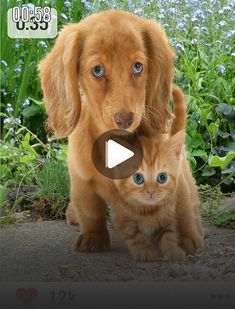 a dog and cat standing next to each other in front of some flowers with blue eyes