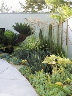 an outdoor garden with various plants and trees in the back ground, along with a concrete walkway