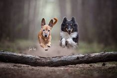 two dogs jumping over a log in the middle of a forest with trees behind them