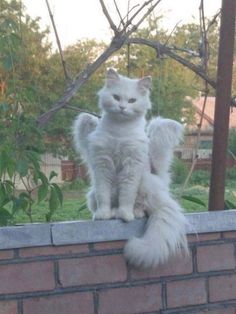 a white cat sitting on top of a brick wall