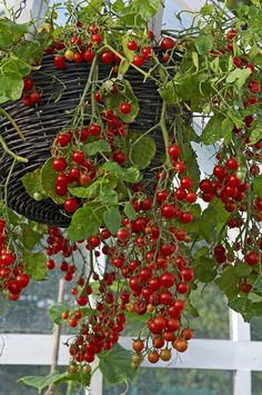 a basket hanging from the side of a tree filled with red berries