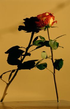 a single red rose sitting on top of a wooden table next to a yellow wall