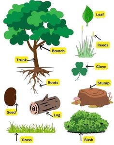 the parts of a tree labeled in english