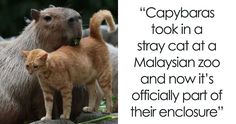 a capybara is looking in a stray cat at a malaysian zoo and now it's officially part of their enclosure