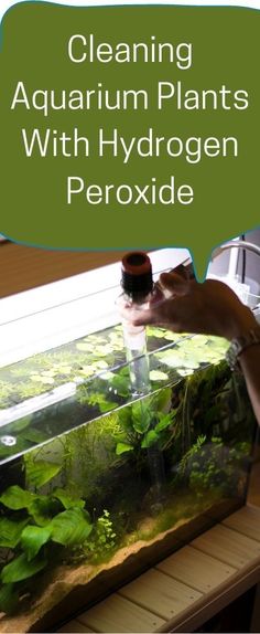 a person is cleaning an aquarium plants with hydrogen peroxide