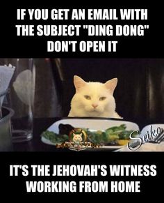 a white cat sitting at a table with a plate of food in front of it that says, if you get an email with the subject ding dong don't