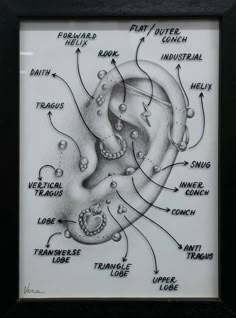 Cool Ear Piercings, Cool Piercings, Piercings Unique, Types Of Piercings