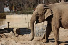 an elephant is standing in the dirt by itself