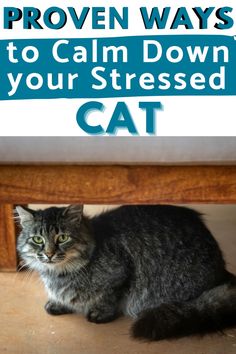 Signs your Cat is Stressed. If your cat is feeling anxious or vulnerable lately, there's a good chance they are stressed. Here are signs of stress in a cat and how to destress your cat. Cat care tips and tricks to help your stressed cat and cat health tips to help your cat feel less anxious. Stressed Cat, How To Destress, Cat Health Remedies, Cat Health Problems, Scared Cat, Cat Care Tips, Hiding Spots, Paying Bills, Cat Behavior