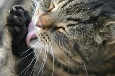 a close up of a cat with its paw in the air and it's mouth open