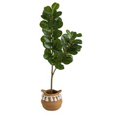 a potted plant with green leaves in it