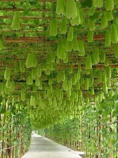 the walkway is lined with green plants and hanging from it's rafters, which are