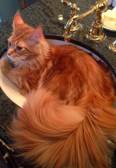 an orange cat sitting in a bathroom sink with long hair on it's back