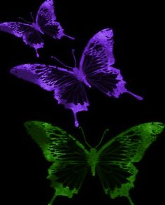 two purple and green butterflies flying in the dark