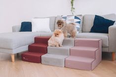 two small dogs are standing on the stairs in front of a couch and sofa with pillows