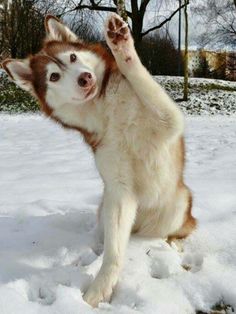 a white and brown dog standing on its hind legs in the snow with it's paw up