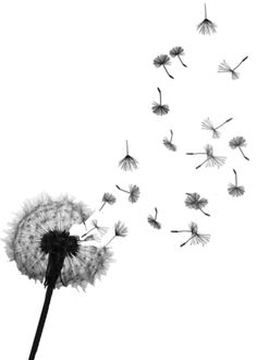 a dandelion blowing in the wind on a white background