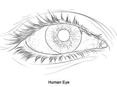 the human eye is drawn in black and white