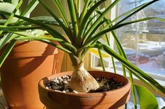 a potted plant sitting next to a window