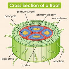 cross section of a root diagram with labeled parts stock photo royalty illustration of plant roots