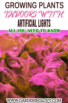 Growing plant indoors with artificial lights uses tips Indoor Grow Light Ideas, Artificial Light For Plants, Natural Vs Artificial, Artificial Sunlight, Growing Seedlings, Indoor Grow Lights, Best Grow Lights, Indoor Grow, Total Darkness