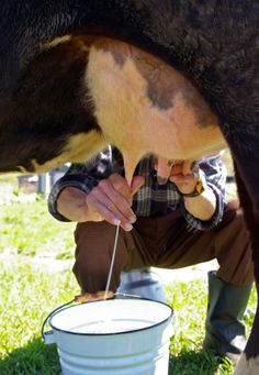 *RAW MILK Homesteading Skills, Dairy Cows