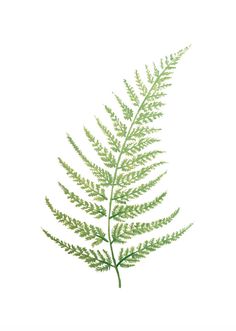 a green fern leaf on a white background