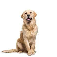 a large brown dog sitting on top of a white floor