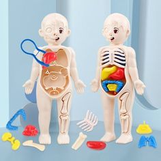 two plastic children's anatomy models with toys in front of blue wall and floor