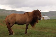 a large brown horse standing on top of a lush green field next to a white building