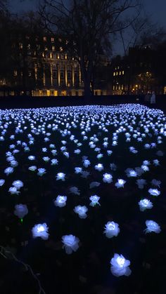 many white flowers are lit up in the dark at night with buildings in the background