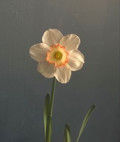 a single white flower with an orange center