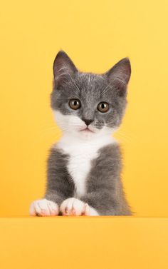 a small gray and white kitten sitting on top of a yellow table next to a banana