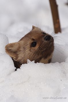 a small animal is poking its head out of the snow