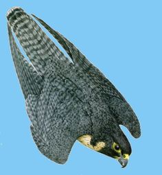 an owl flying through the air with its wings spread