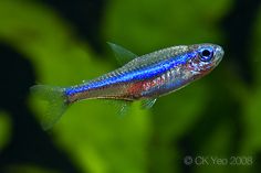 a blue and red fish with green leaves in the background