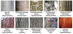 many different types of trees with names in each tree trunk and the same type of bark