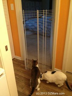 two cats are looking at each other in front of a door that has a screen on it