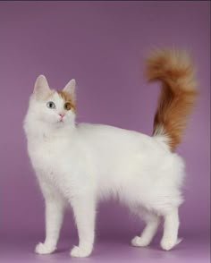 a white and brown cat standing in front of a purple background with its tail up