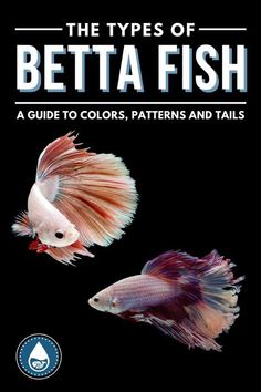 the types of betta fish are shown in this book, and it is also available for