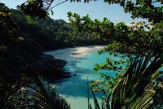 the water is crystal blue and clear in this tropical area with trees on either side