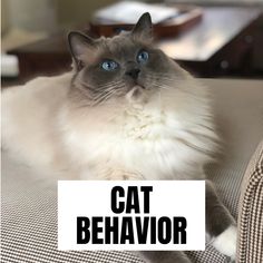 a cat sitting on top of a couch next to a sign that says cat behavior