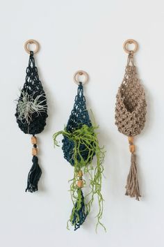 three hanging air plants in different colors and sizes with wooden hooks on each side, one planter attached to the wall