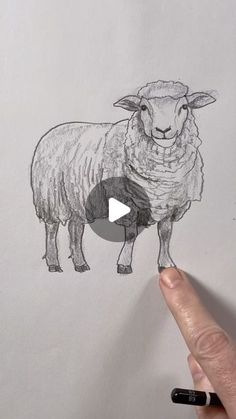 a drawing of a sheep is being drawn