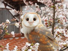 an owl sitting on top of a tree with white flowers in the foreground and a building in the background