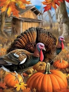 two turkeys are standing in the grass with pumpkins