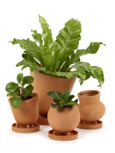 three potted plants are sitting in clay pots